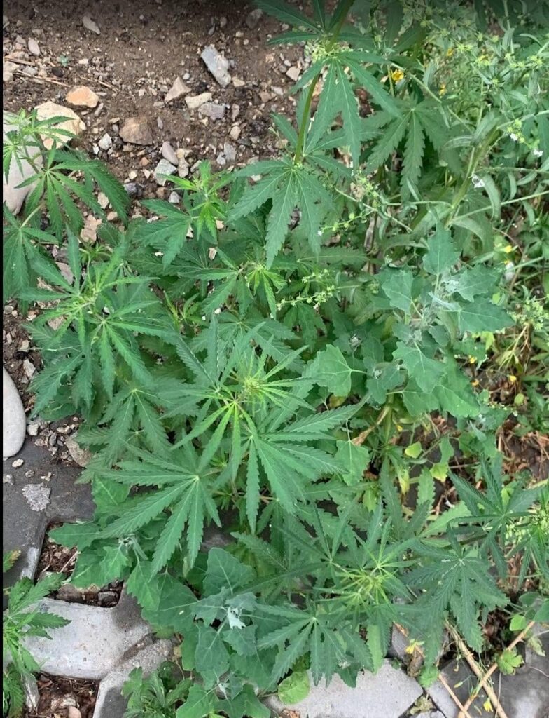 What is this plant growing in our backyard? One of my friend said this plant looks more like a cannabis.