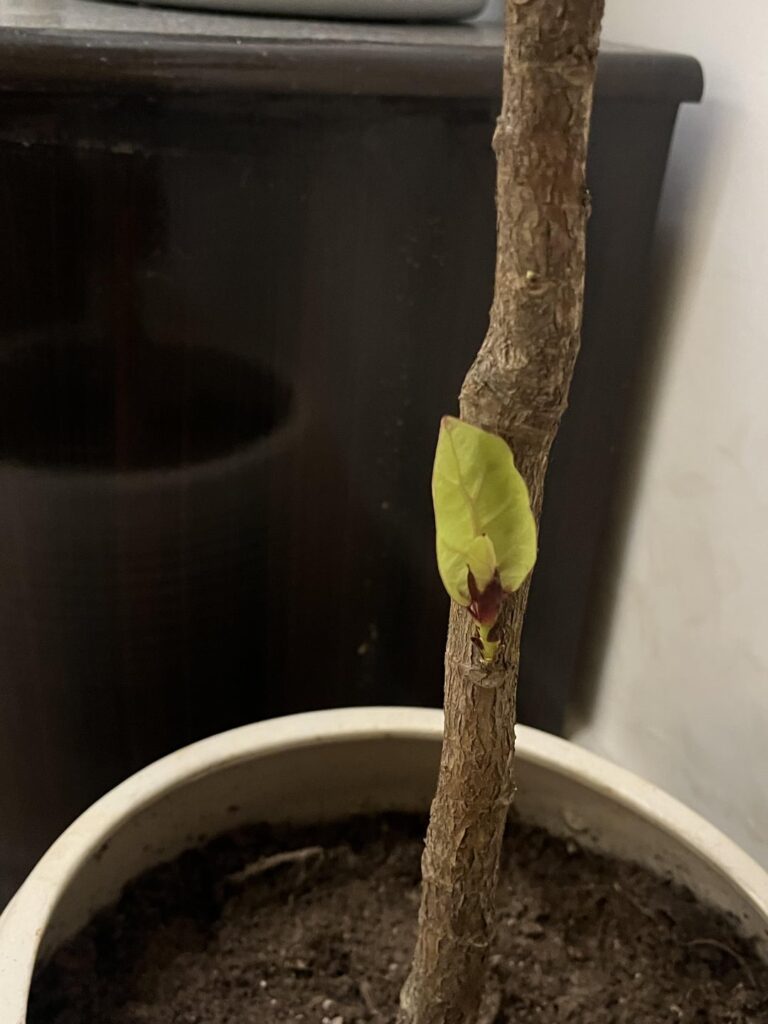 Growing leaves at the bottom