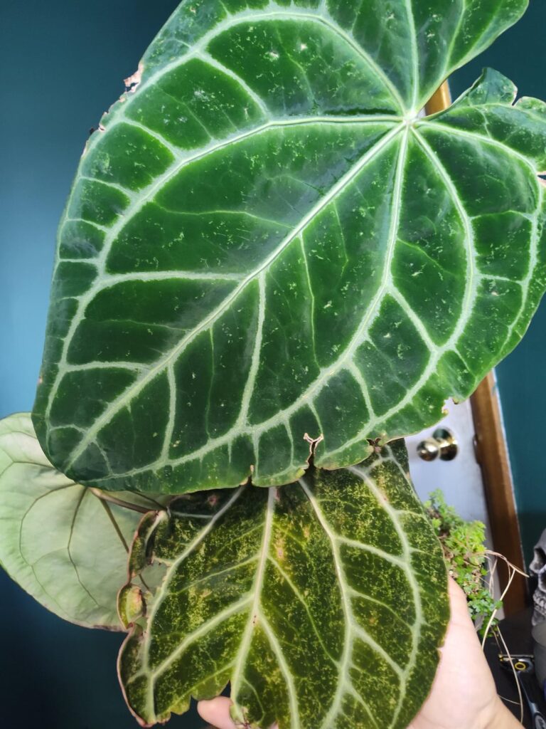 What are these spots caused by? The new leaf is growing with weird deformities and tears too