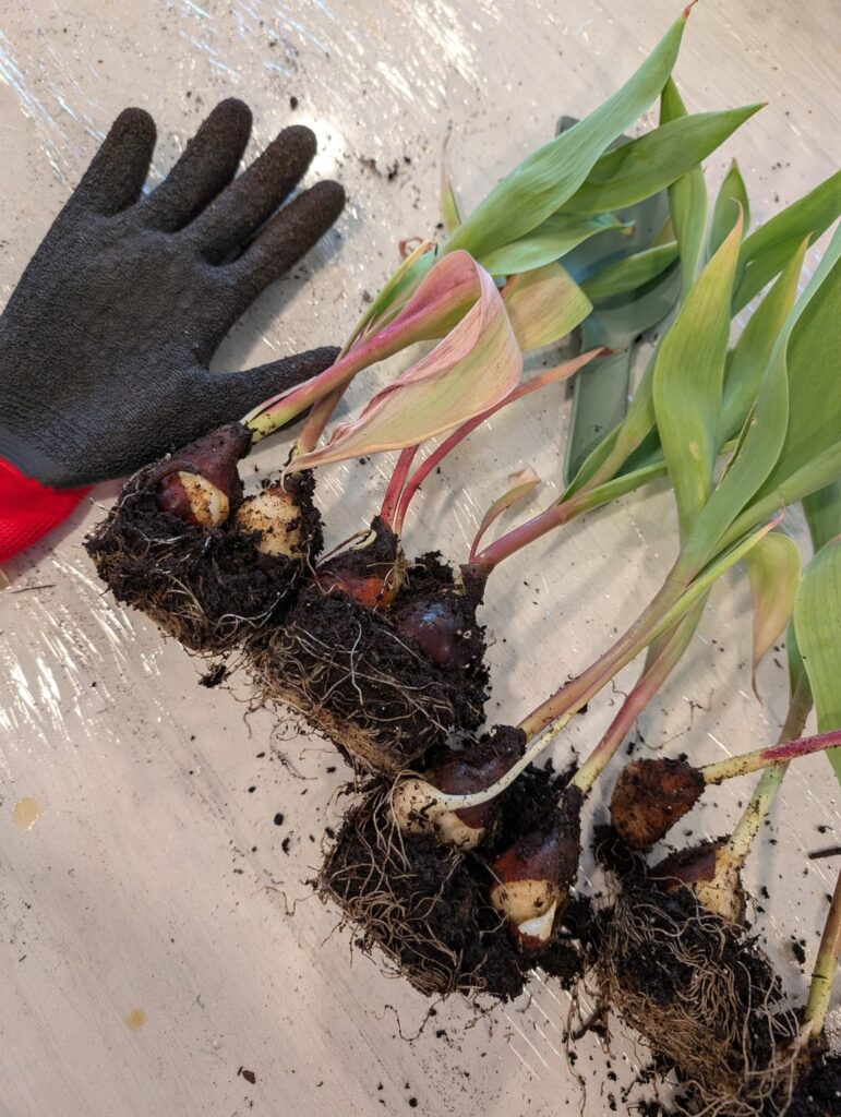 Should I keep these tulips bulbs? Should I keep these tulips bulbs?