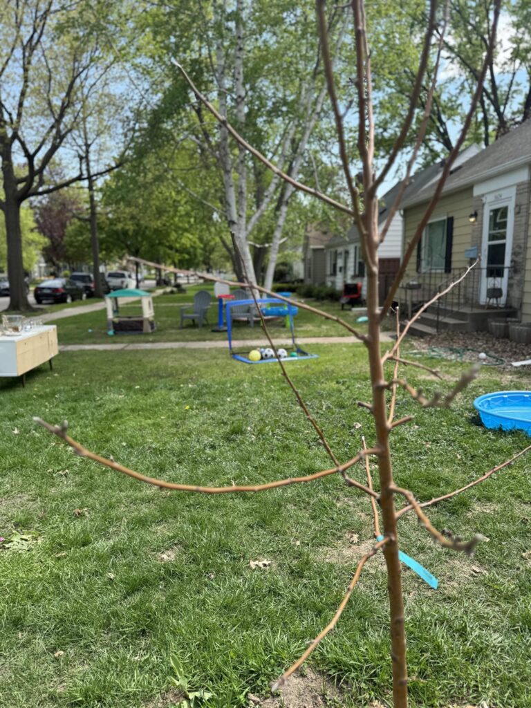 Is this tree dead?