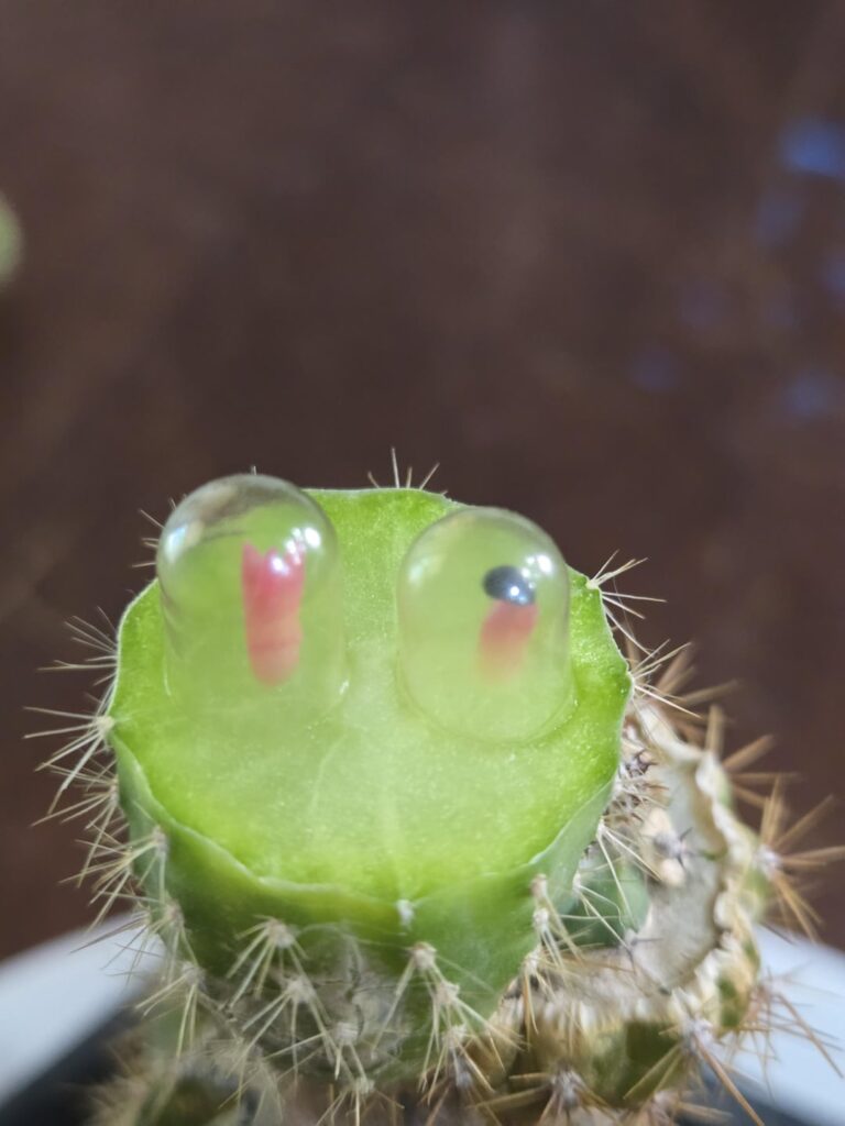 Here goes nothin'! Pink cereus spiralis seedlings with gel cap domes