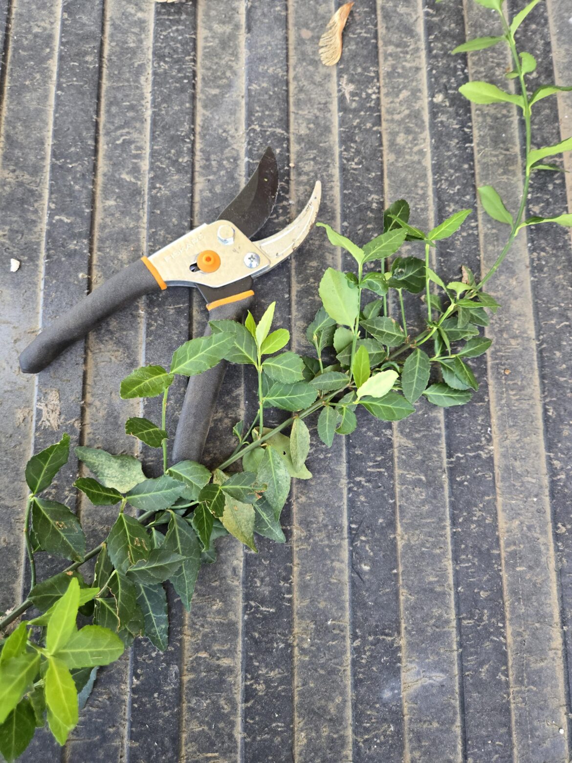 Plant Identification