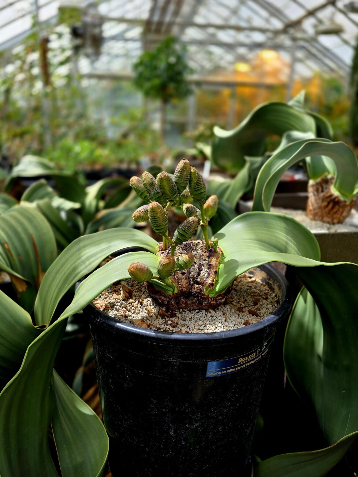 One of our active Welwitschia females which was started by seed in 1993. Cones secreted nectar early March and cones have now started to swell up and ceased a lot of nectar development after pollinating.