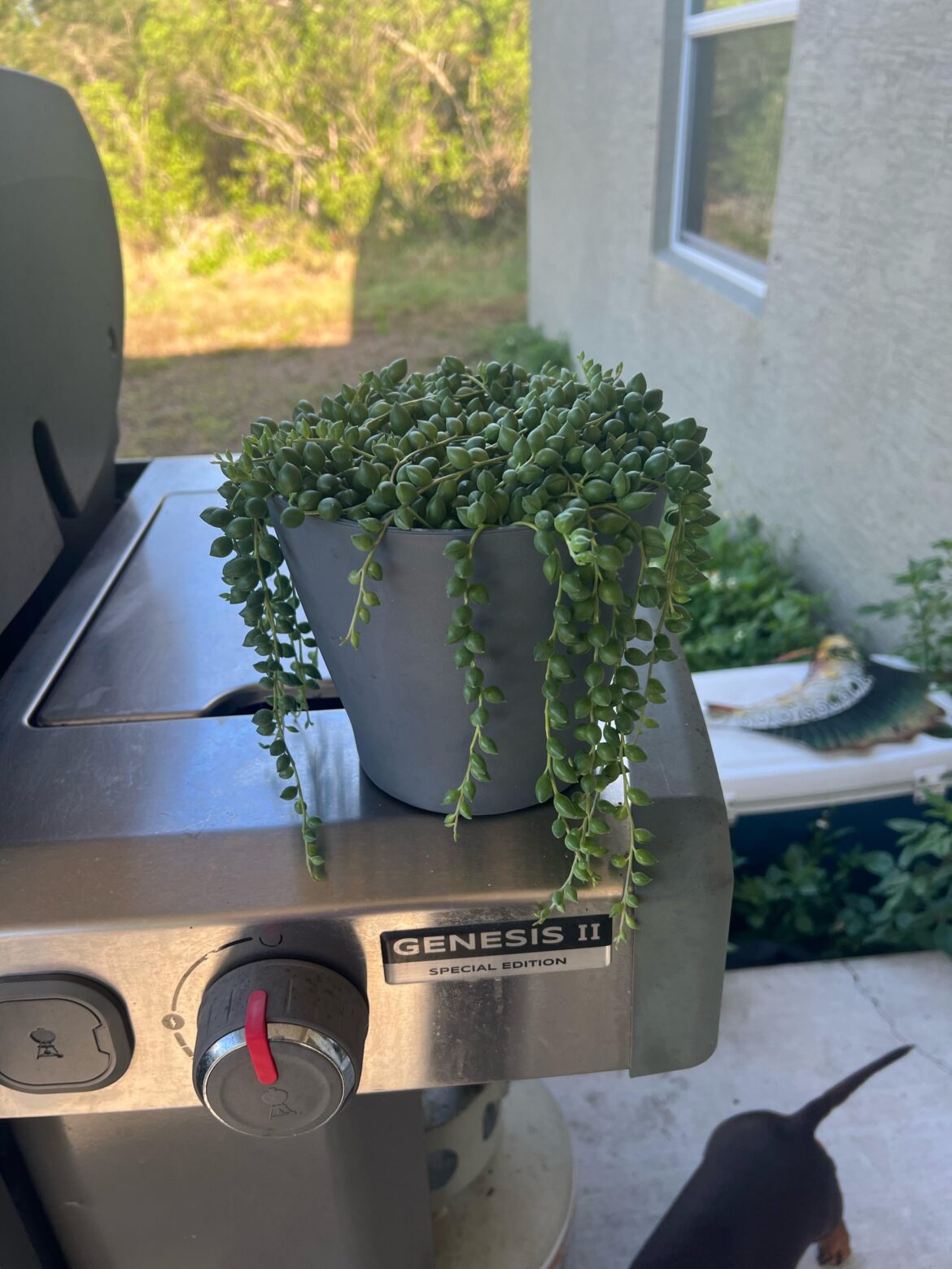 First time using cuttings