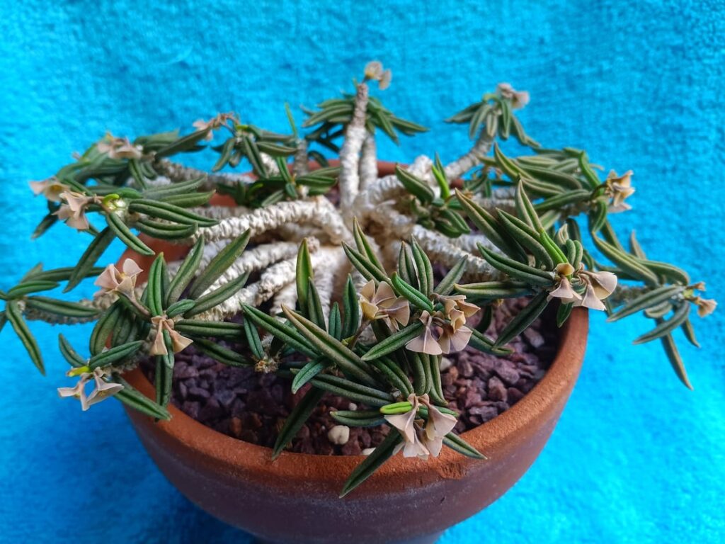 Euphorbia cylindrifolia ssp. tuberifera