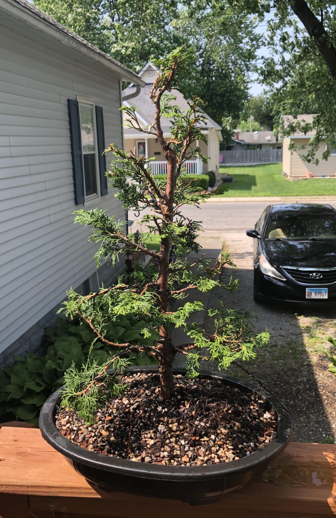 New to me Hinoki Cypress.