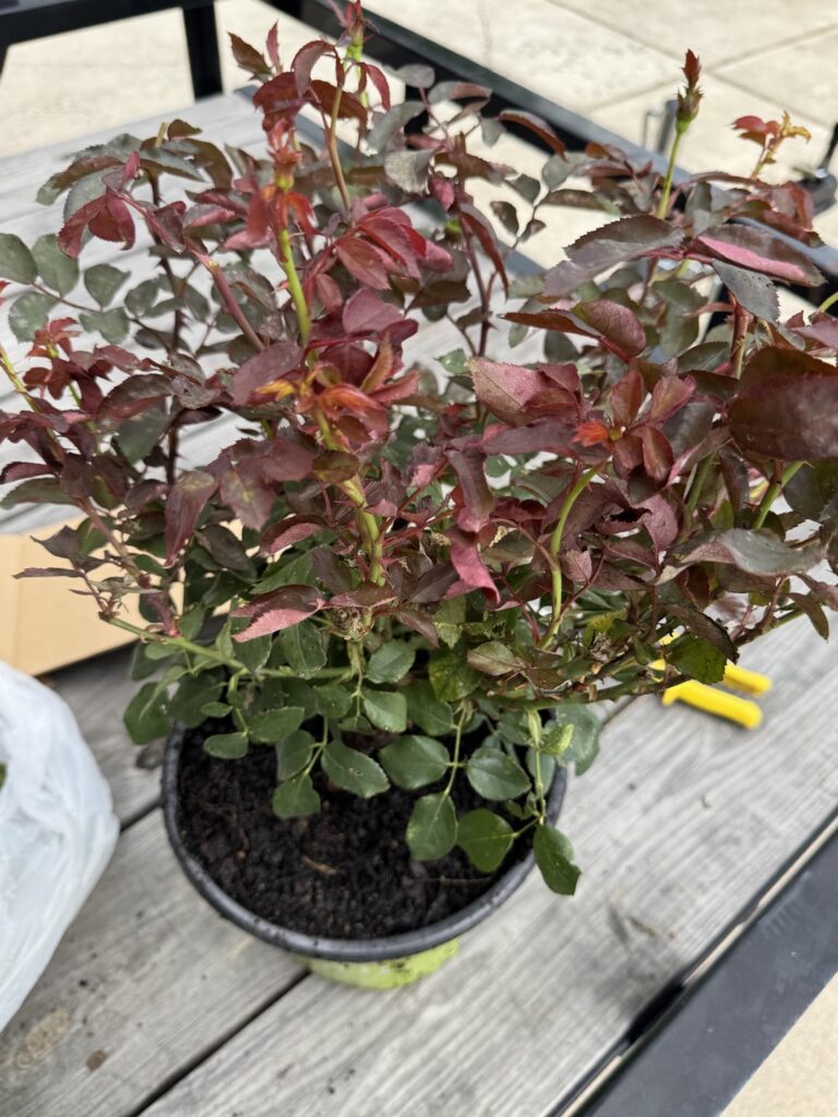 Are these double knockout roses going to survive?