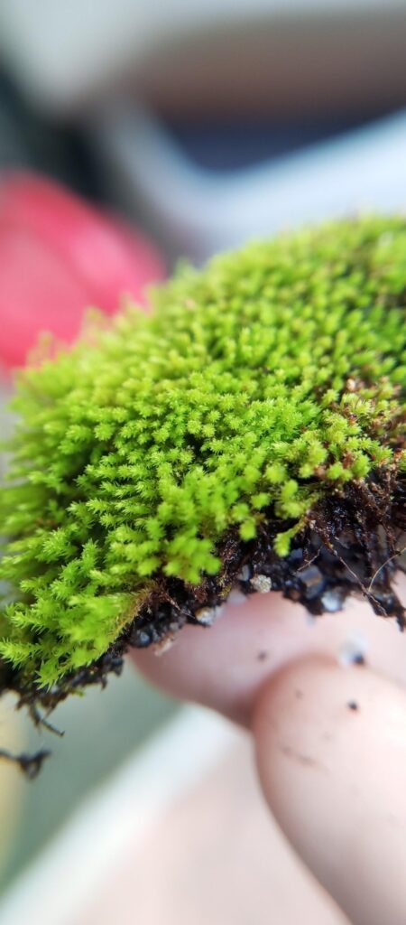 Moss id