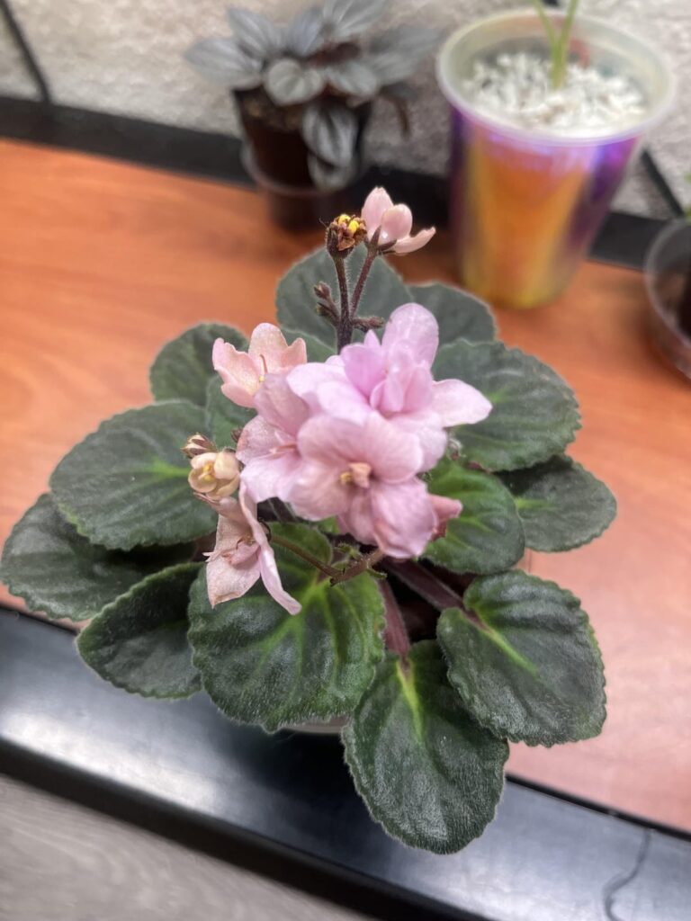 how do i know if a flower is spent or seeding?