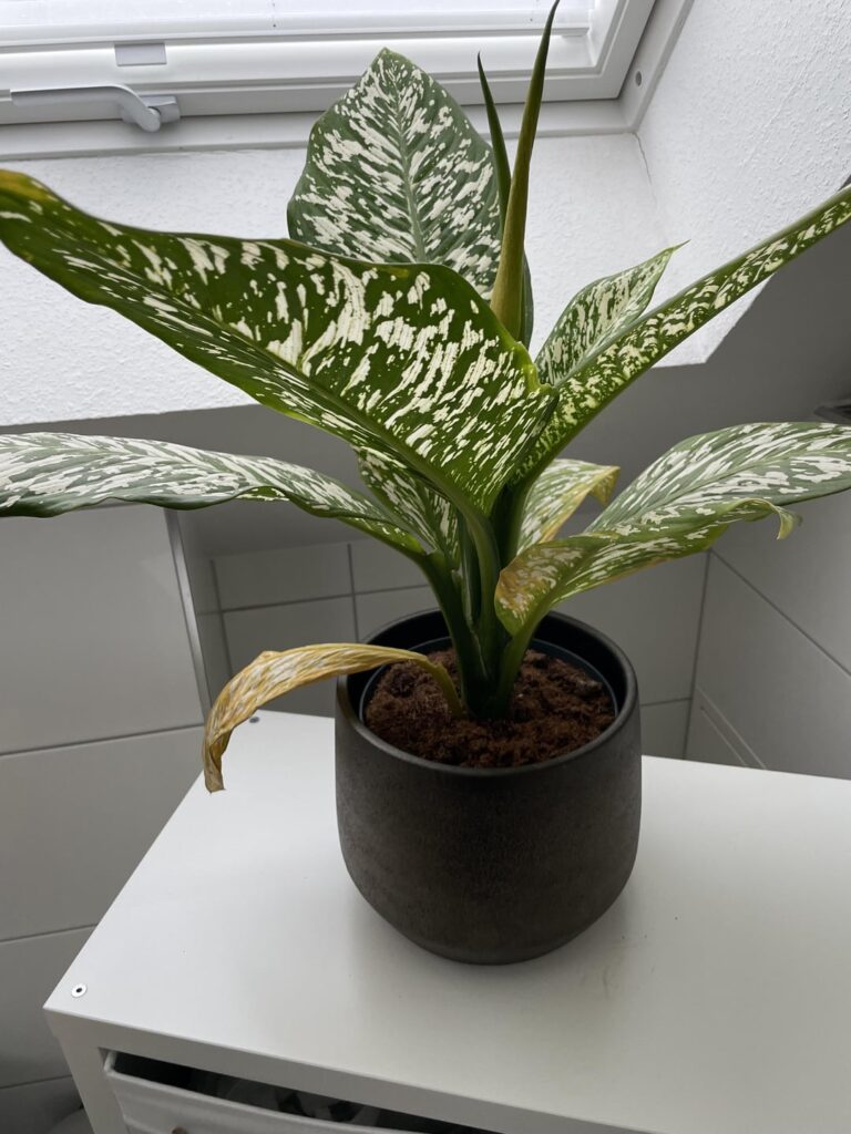 My Dieffenbachia started getting yellow leaves My Dieffenbachia started getting yellow leaves