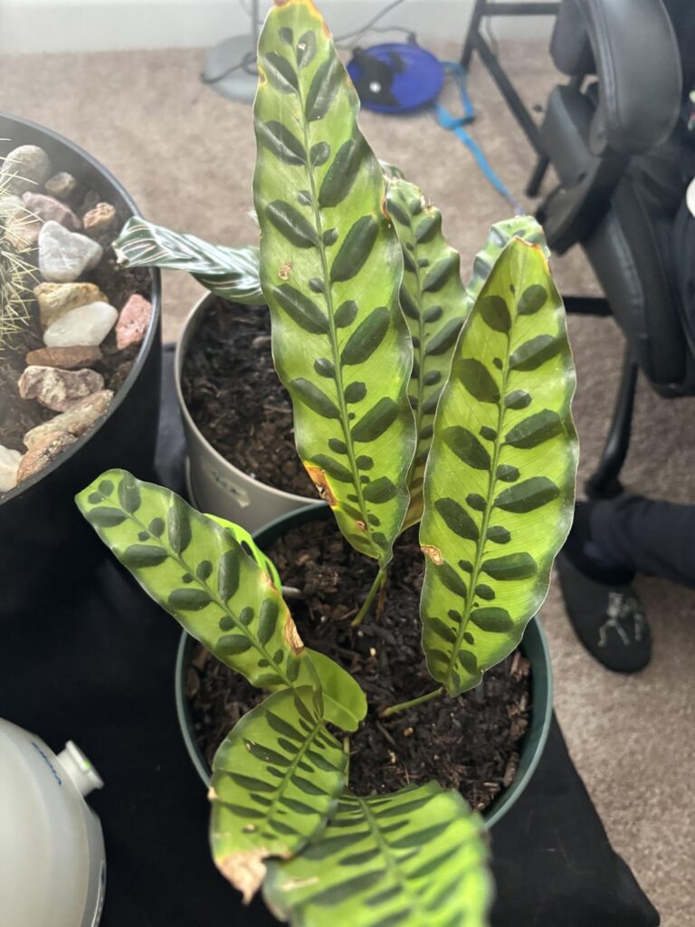 I’m not sure what I’m doing wrong :/ I’m not sure what I’m doing wrong :/