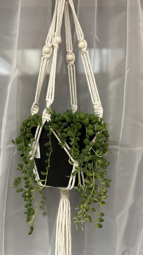 Same size pot or go up an inch in diameter? Current size 6in Same size pot or go up an inch in diameter? Current size 6in