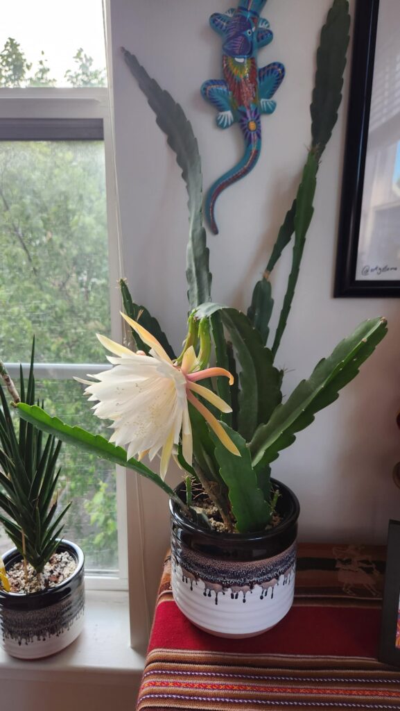 First bloom, worth the wait. Have a great Sunday plant people!