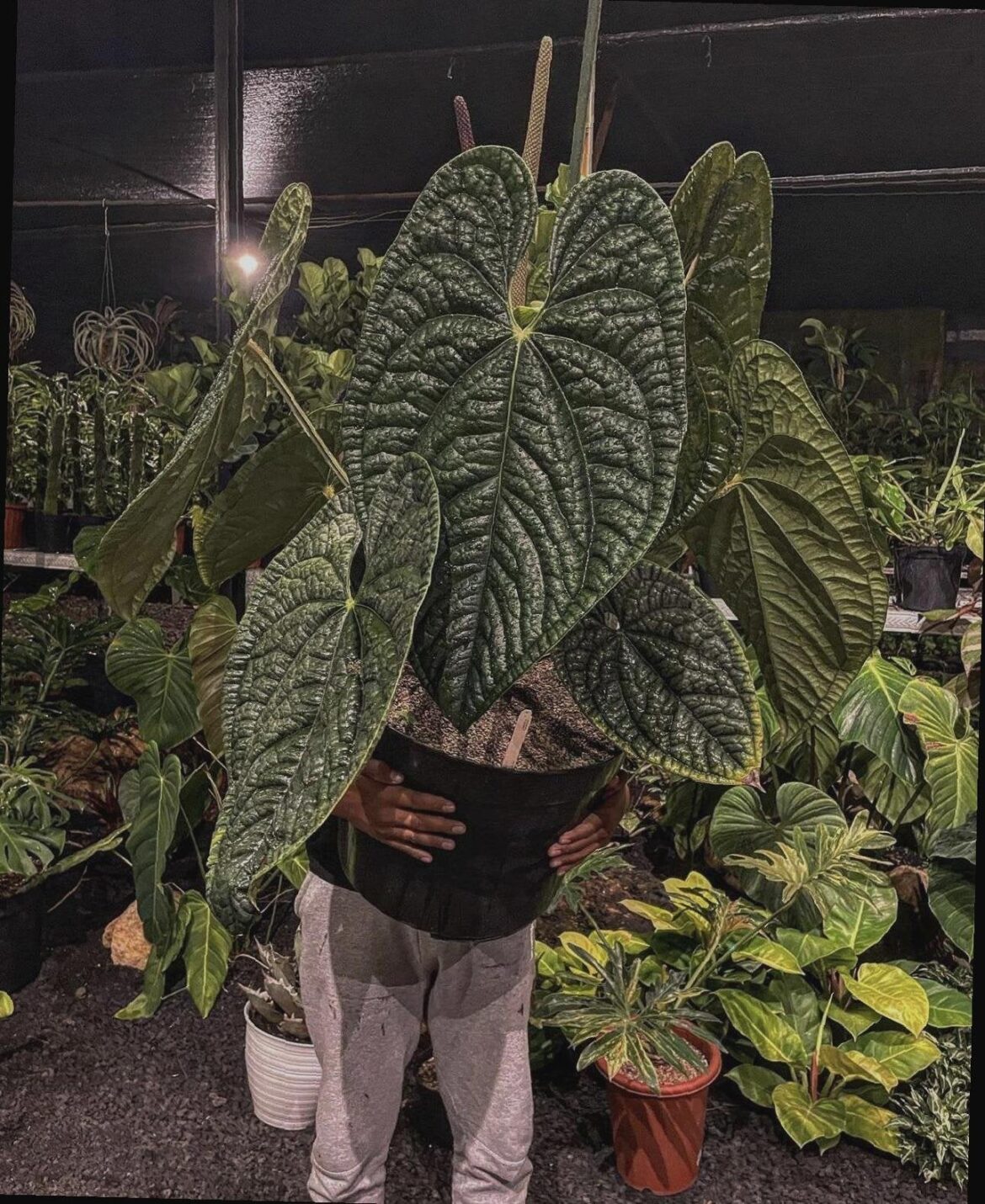 Mature Anthurium Luxurians