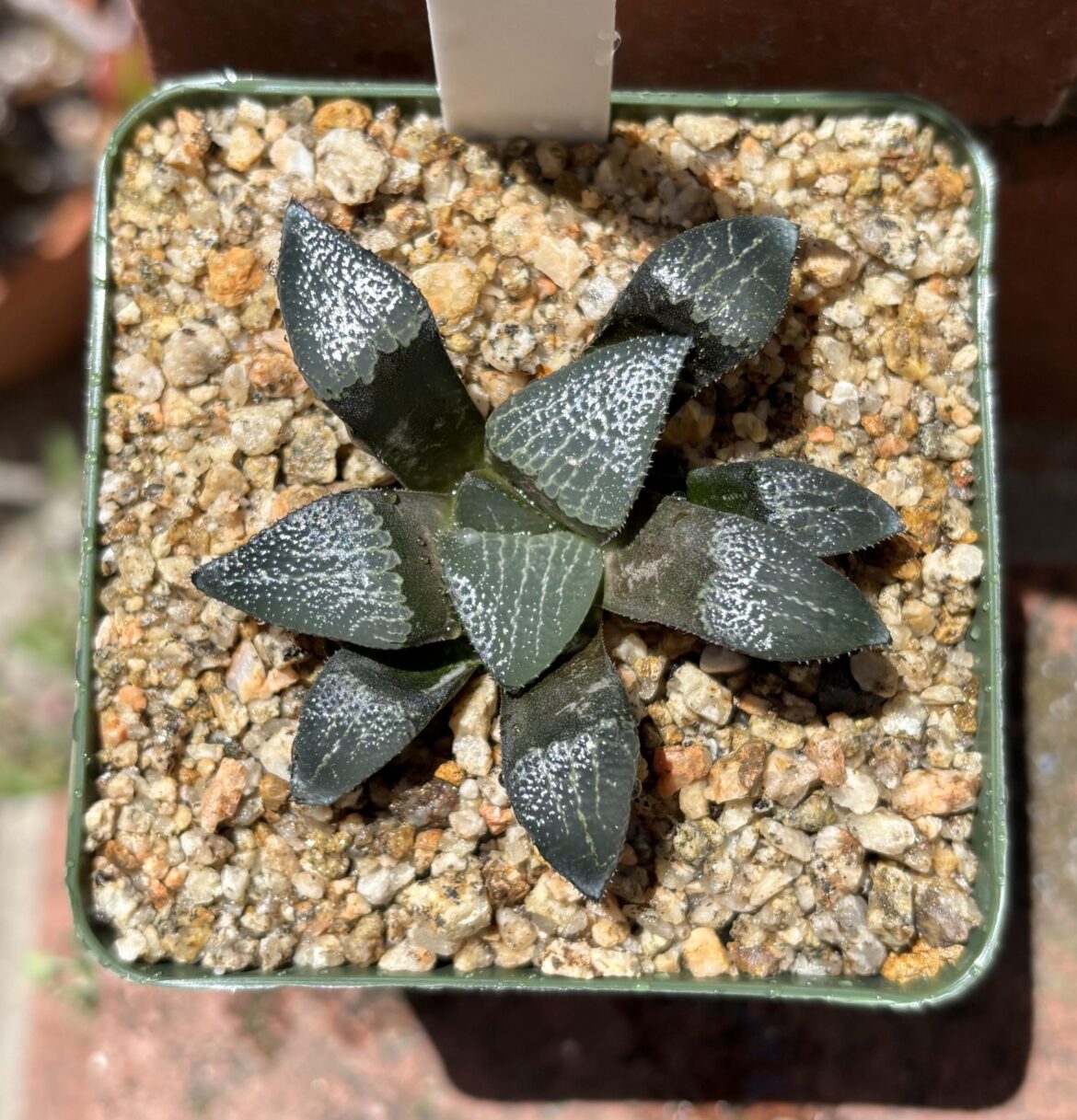Repot of the day, H. truteriorum GM 676