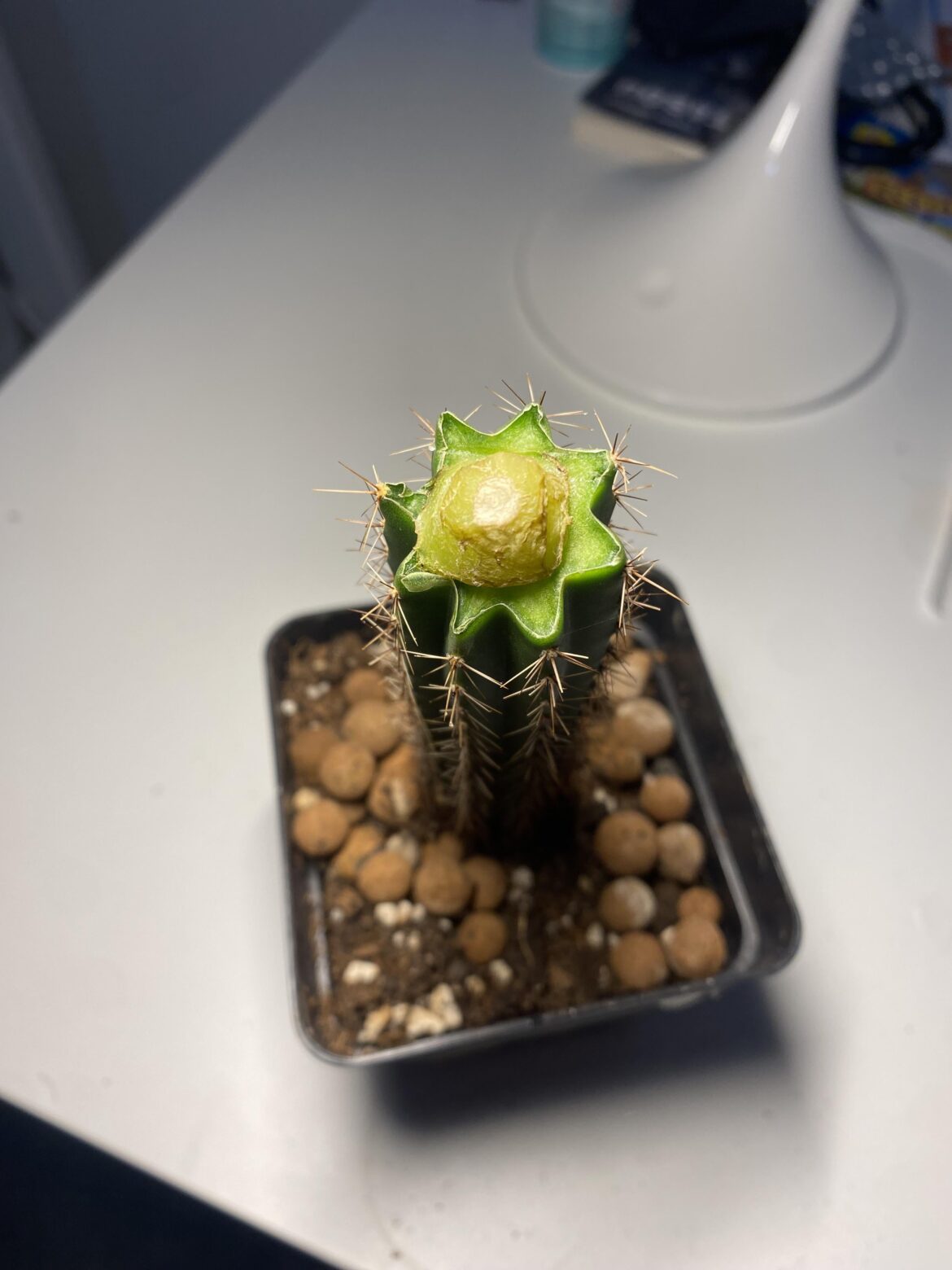 Do you think he can make it?