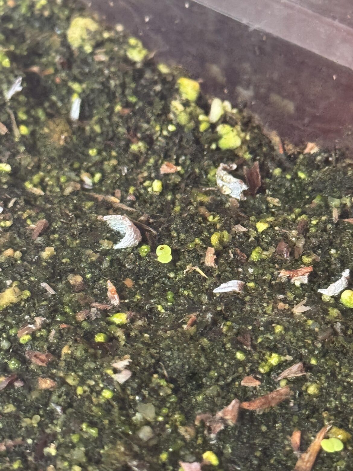 Those of you who grow from seed: germination temps? Those of you who grow from seed: germination temps?