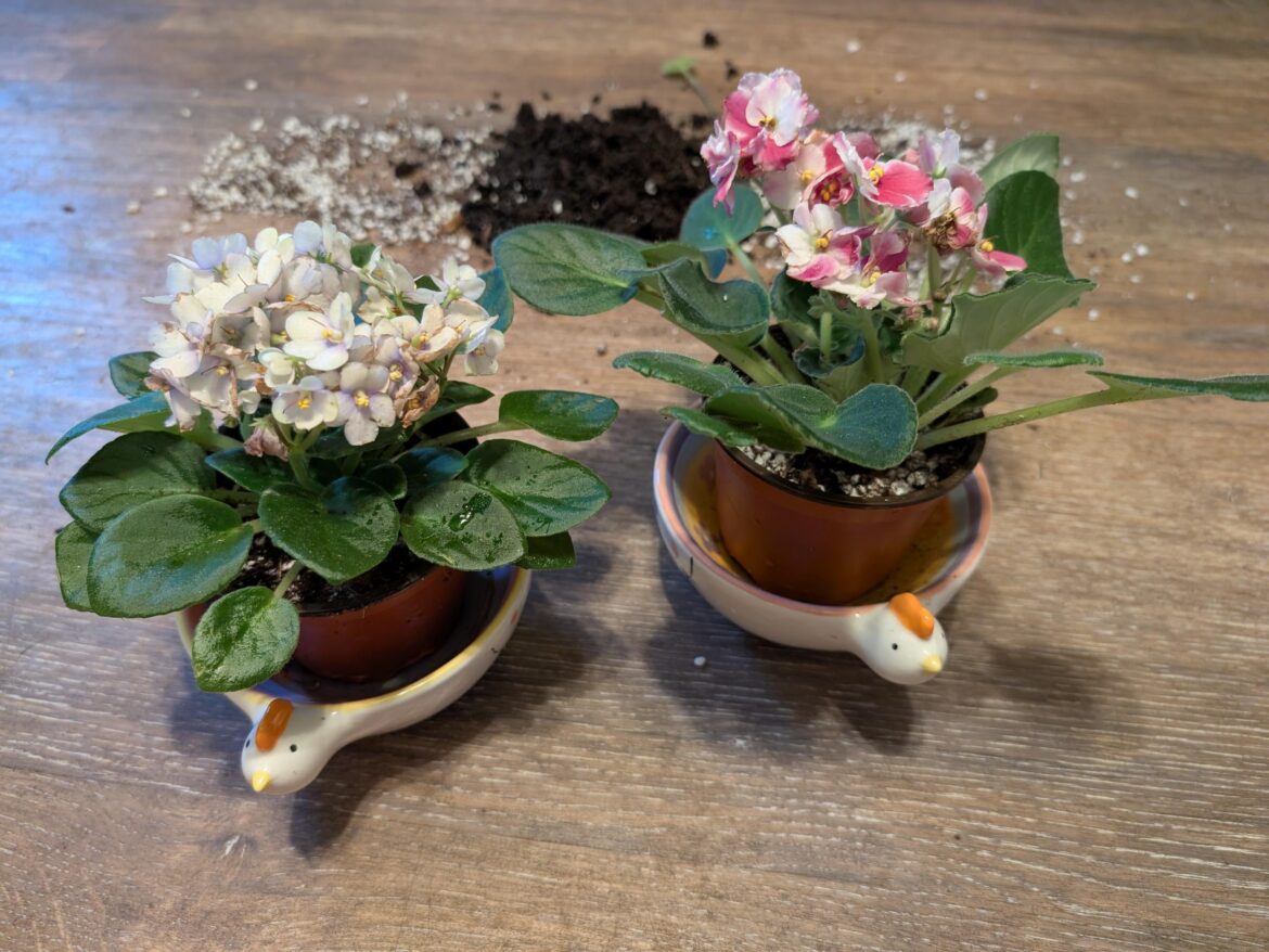 Should I prune the blooms?
