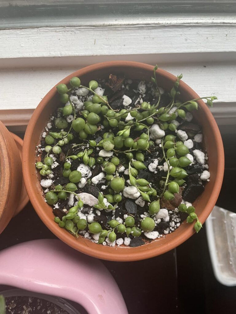 2.5 years of growth - Variegated string of pearls
