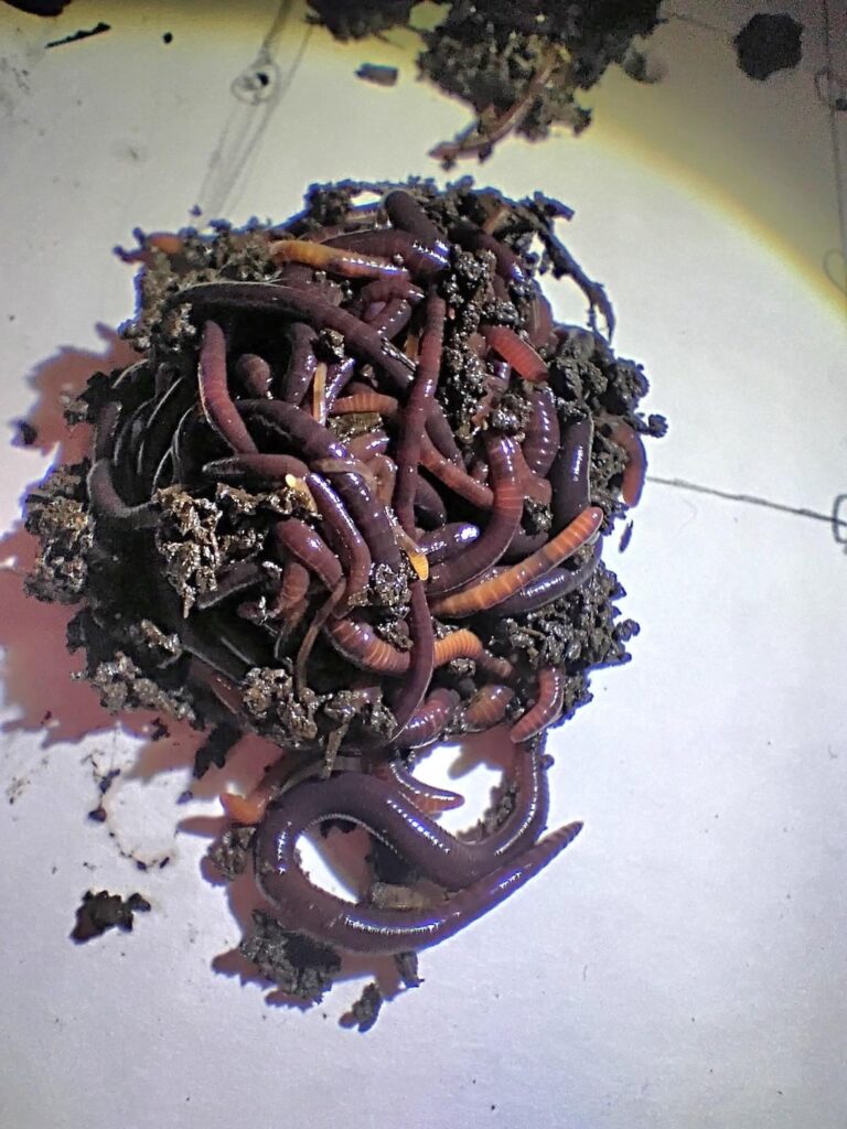 We found tons of these worms in a few bags of garden soil. They are not standard nightcrawers. A few of them are very actively thrashing around. Are they Red Wigglers?