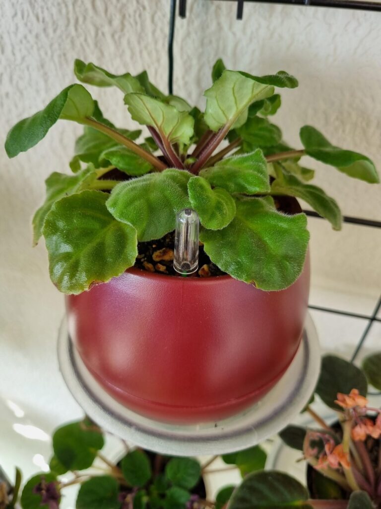 Can someone please help me to identify what can be wrong with my plant? Can someone please help me to identify what can be wrong with my plant?