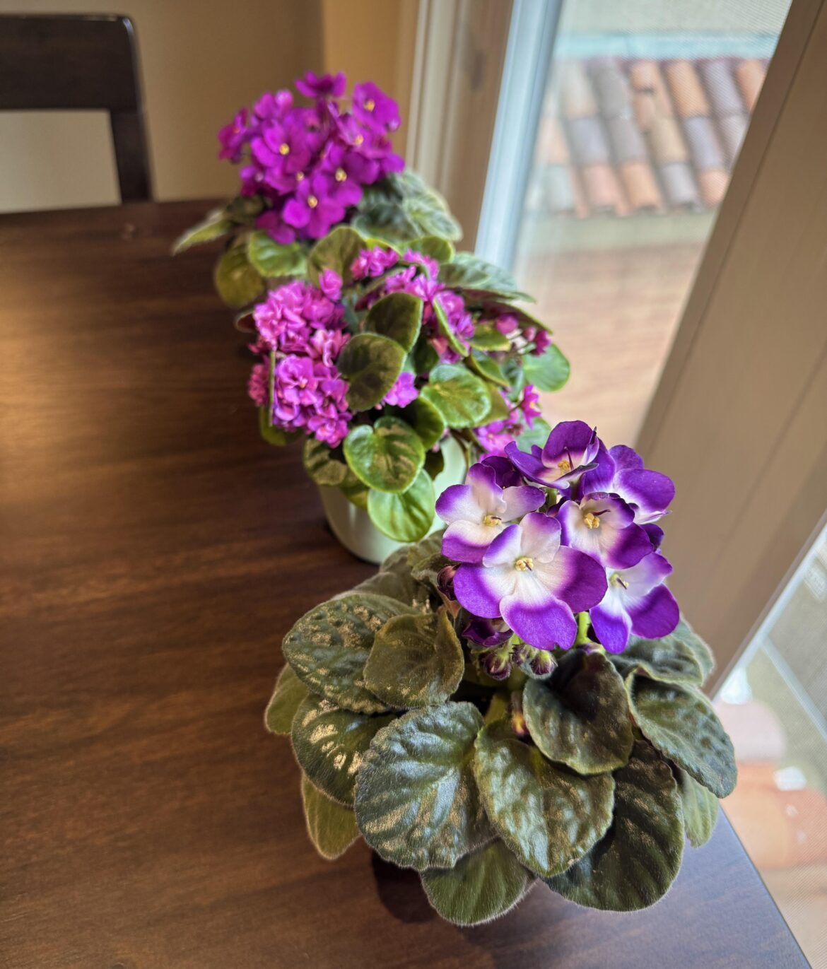 My first 3 violets
