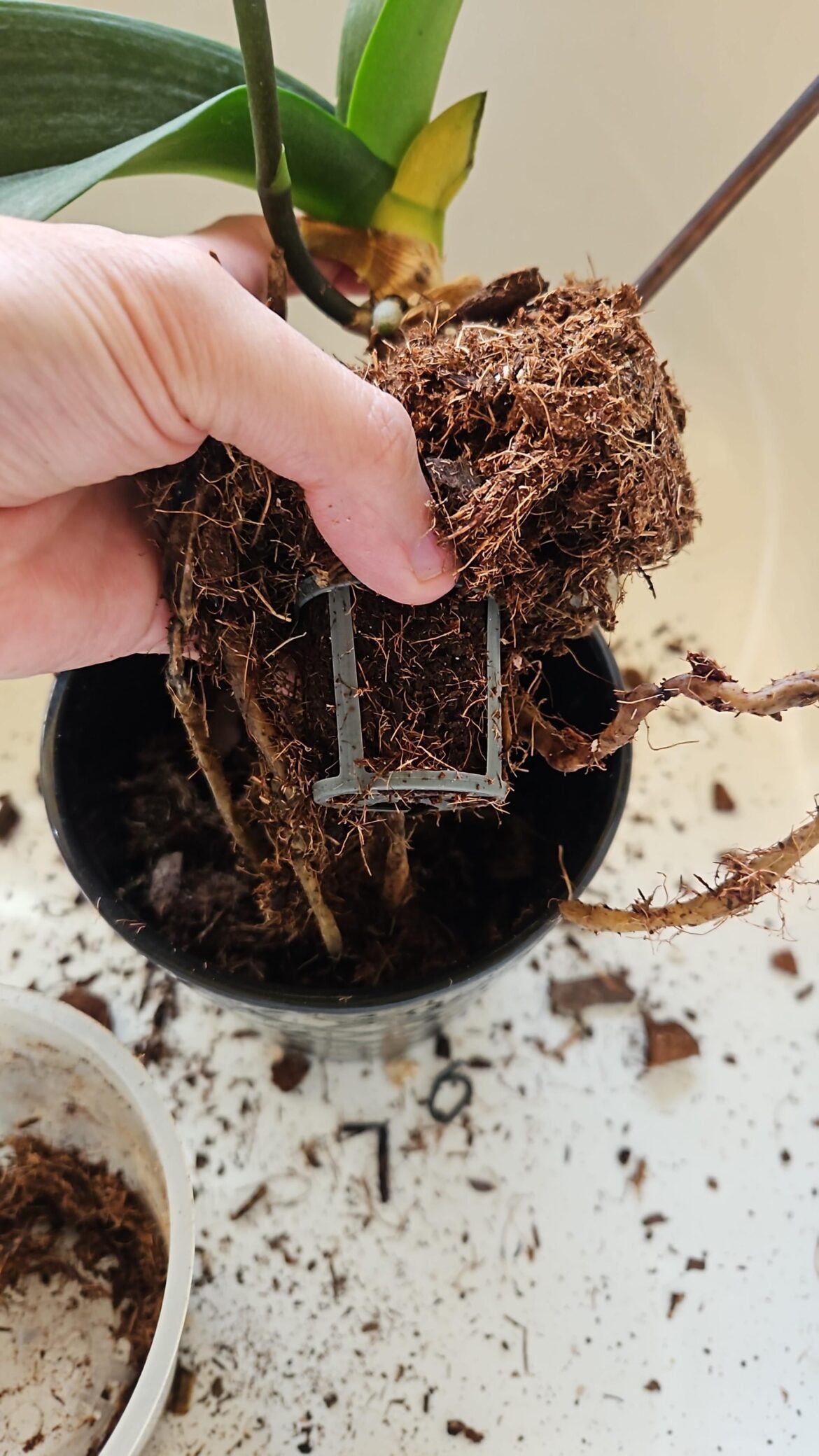 What is it with stores putting these chastity boxes around orchid roots/base? SMH What is it with stores putting these chastity boxes around orchid roots/base? SMH