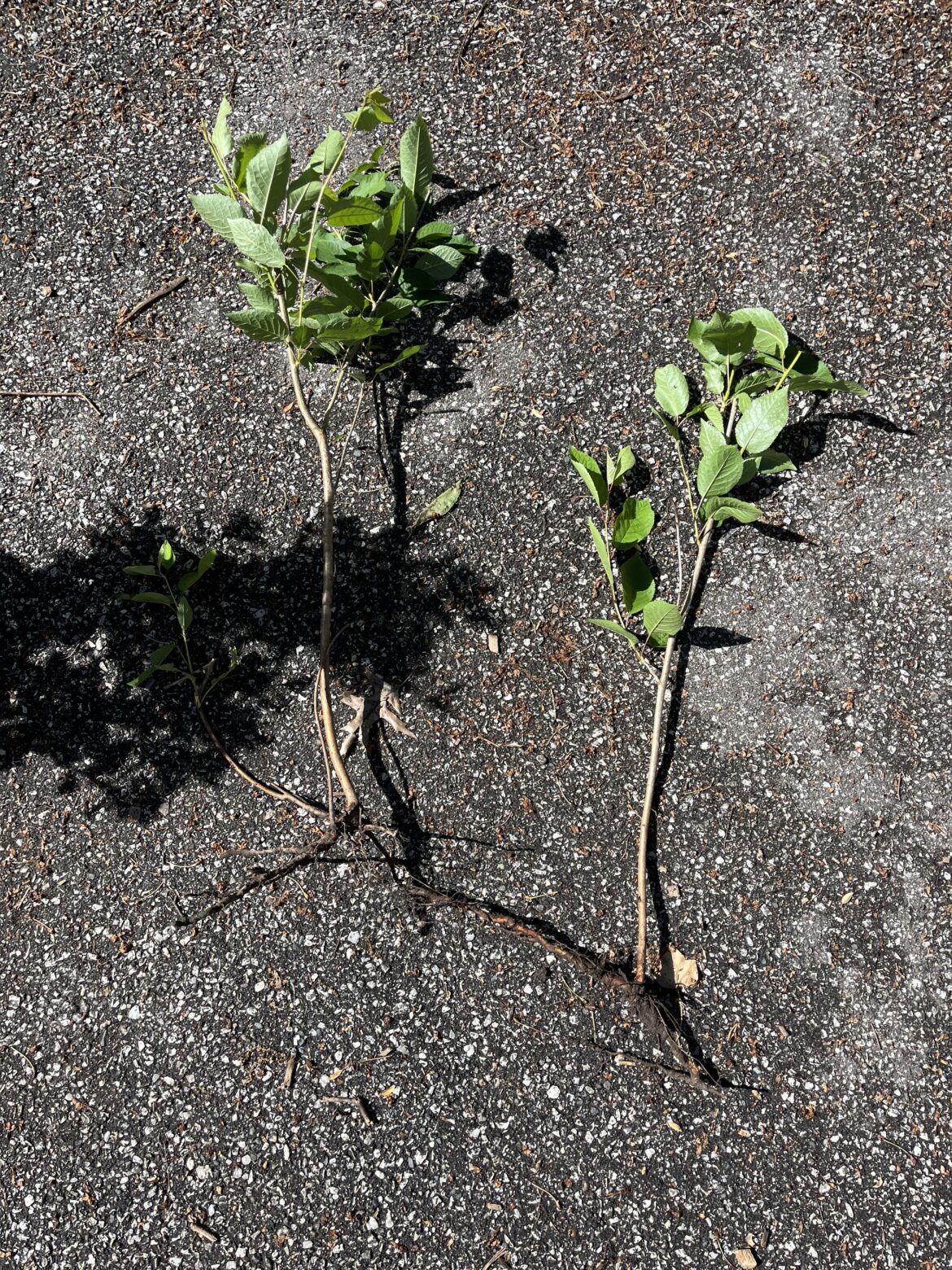 Is this siamese tree prunus avium and can it be saved and can i cut the root in the middle?