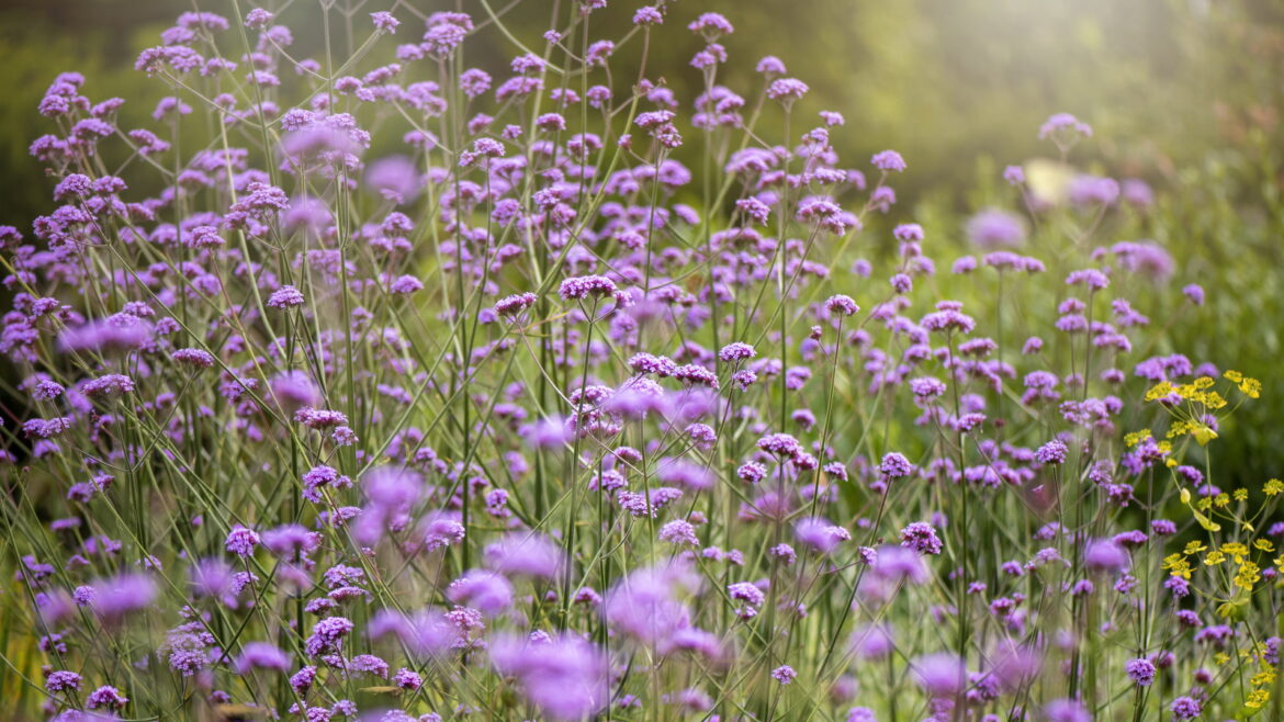 Verbena varieties: 5 of our top choices Purple verbena blooms in a garden border