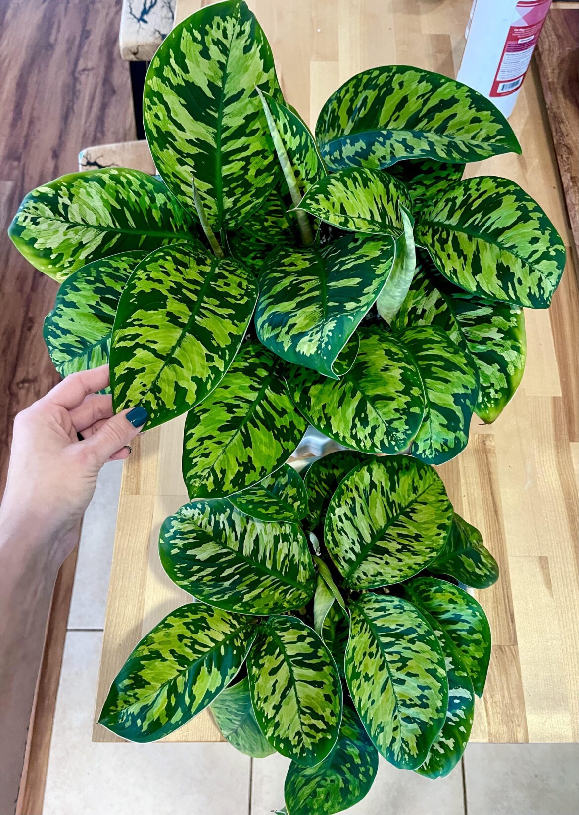 One of my all time favs!