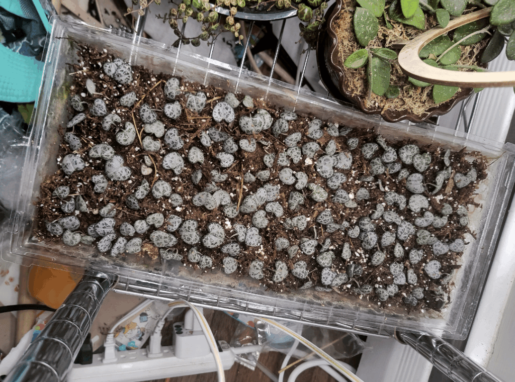 Chopping and proping