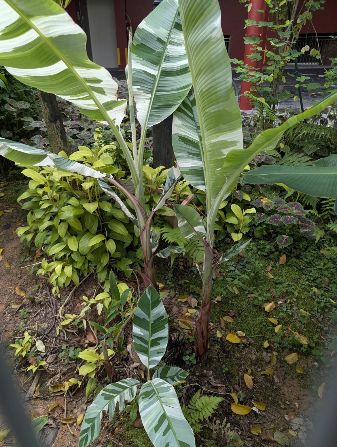 Variegated banana plants casually in Singapore