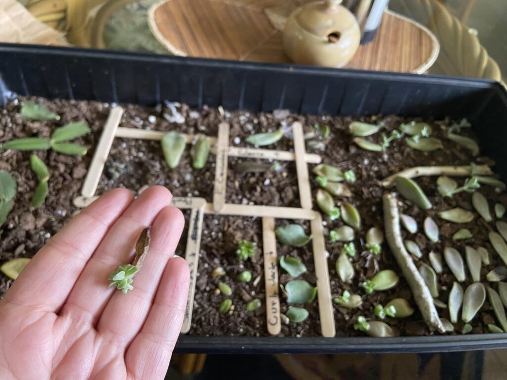 My very first pup moving on to the next stage of life :’) My very first pup moving on to the next stage of life :’)