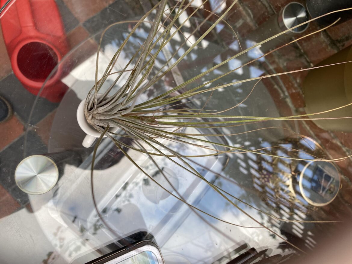 Help please with ID and care.  It’s growing a flower