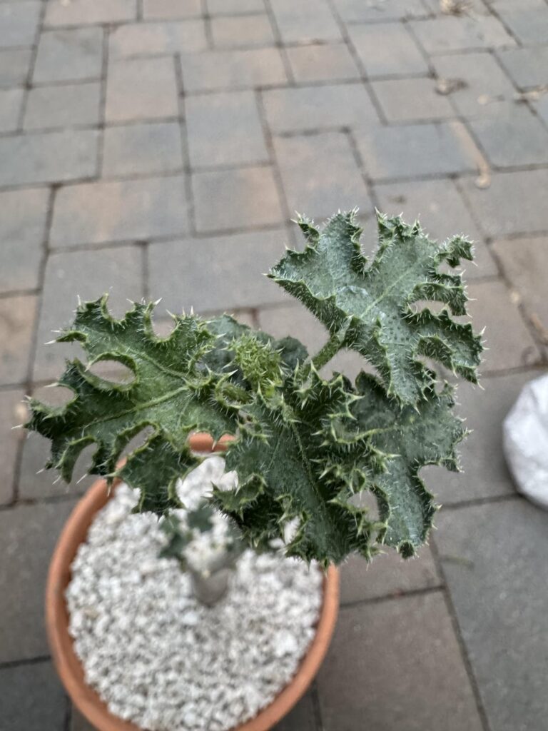 Dendrosicyos Socotrana