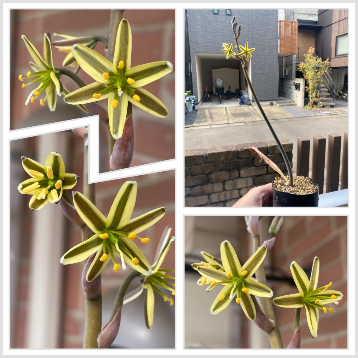 My Albuca dilucula blooms and its flowers open only at dawn for a few hours as it closes once sunlight hits it. At night, it does not open at all. This is why the species is called dilucula meaning dawn in Latin. The peduncle is incredibly thicc.