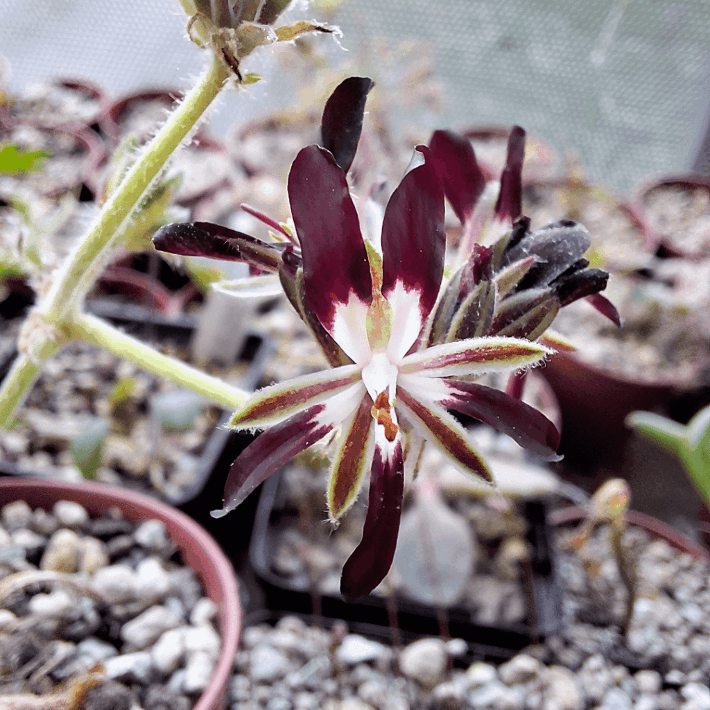 Pelargonium auritum var auritum, sowed just 1 year ago, blooming