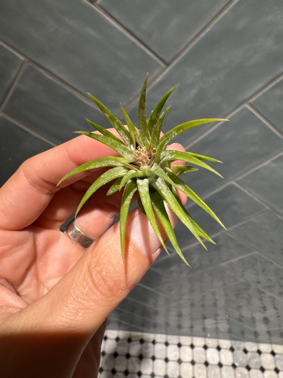 What is growing out of my air plant?