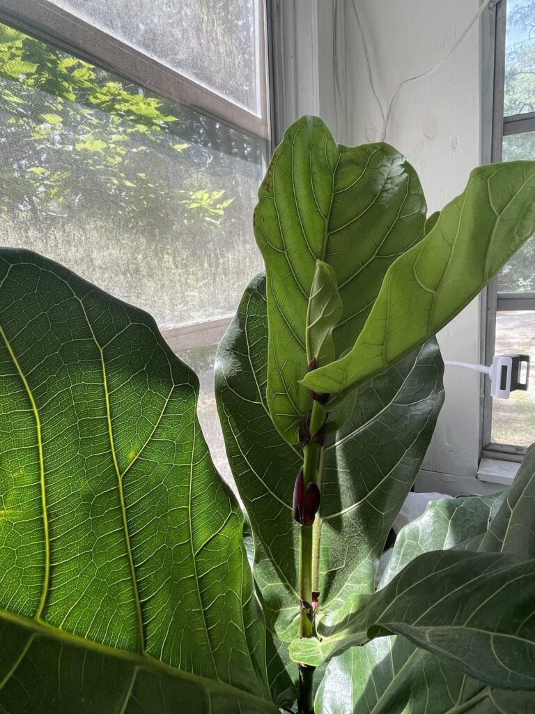 Update on my fig. Finally growing another leaf! Update on my fig. Finally growing another leaf!