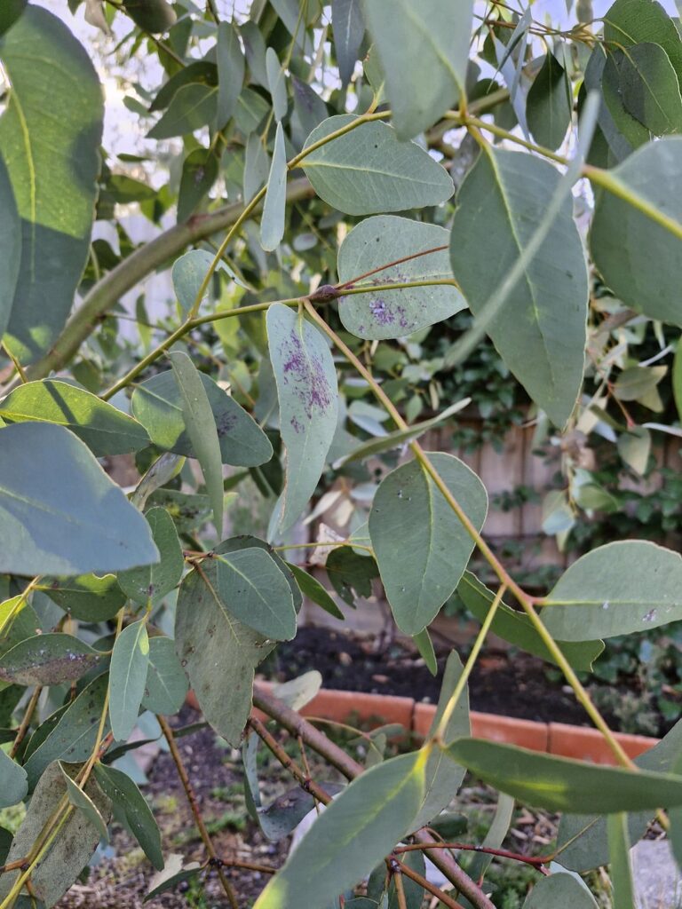 Does anyone know what's happening to my Eucalyptus Leucoxylon ?