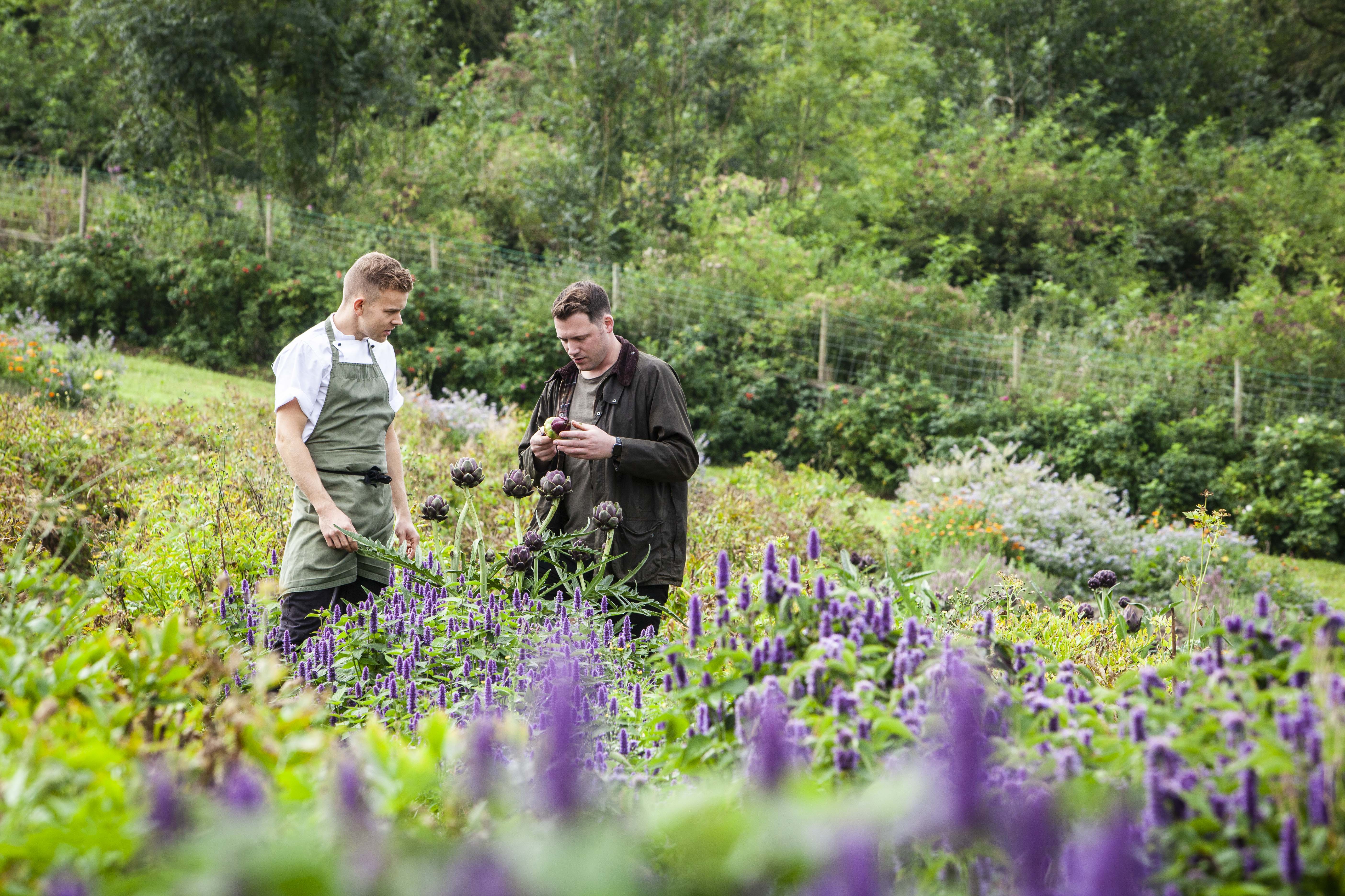 Two chefs examining artichokes in a garden.