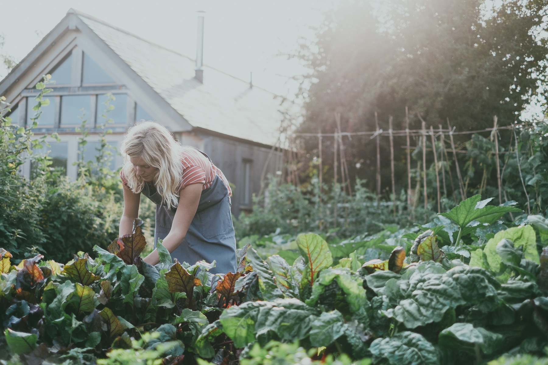 Woman harvesting chard in a garden.