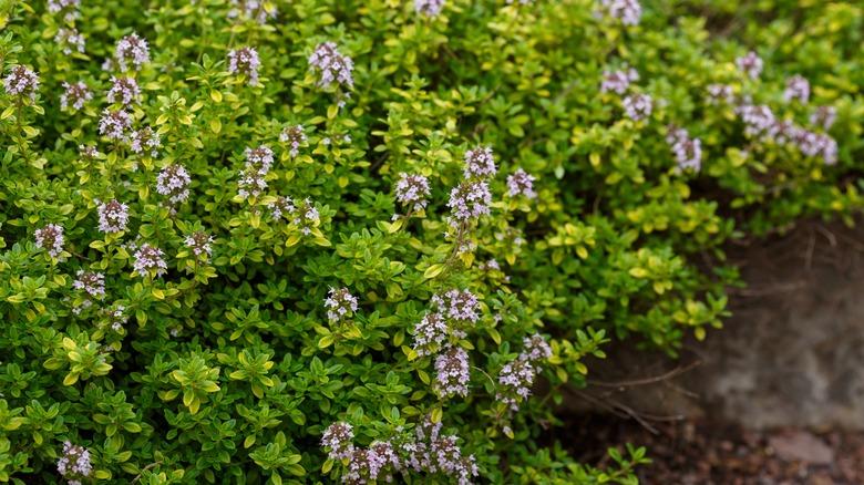 Blooming lemon thyme in the garden