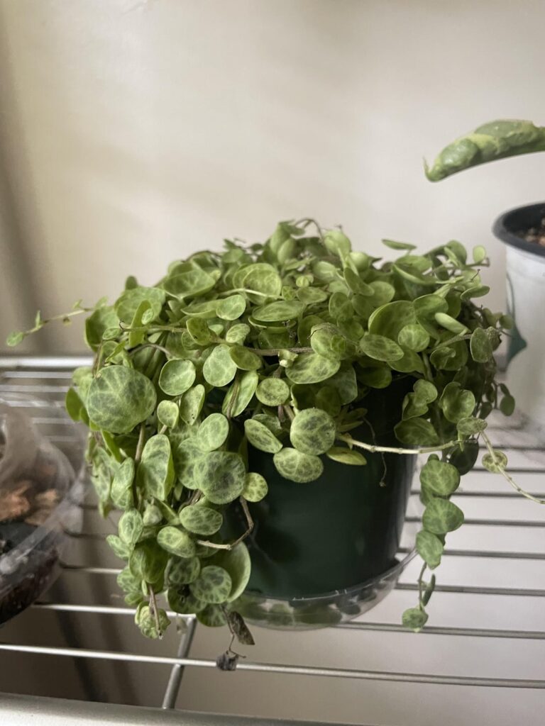 My string of turtles isn’t happy and I don’t know how to help it.
