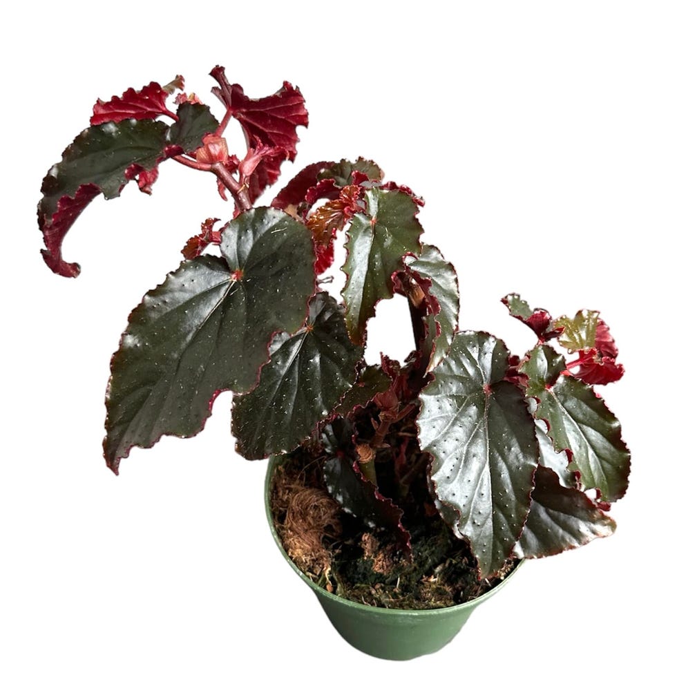 Begonia Rex 'Black Magic'