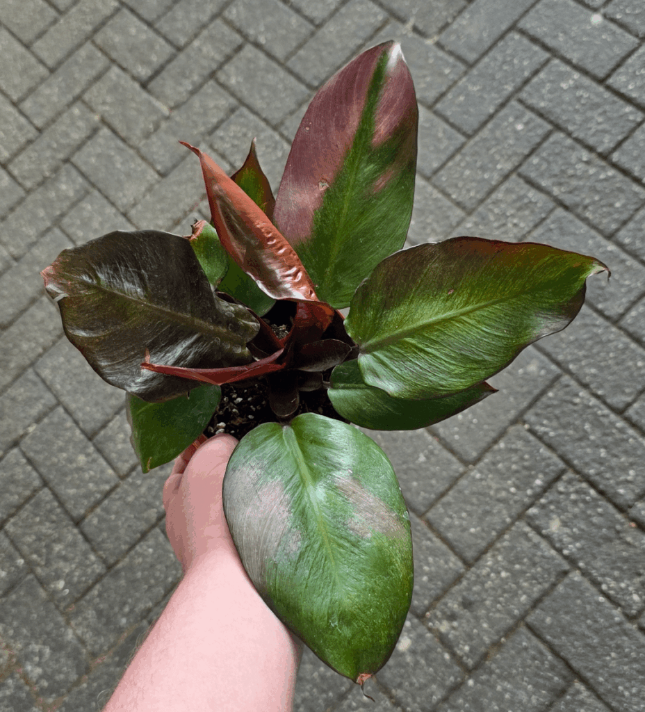 Please help ID sad philodendron Please help ID sad philodendron