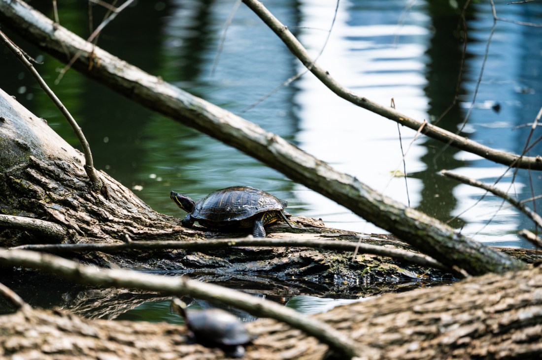A turtle resting on a fallen tree next to a pond.