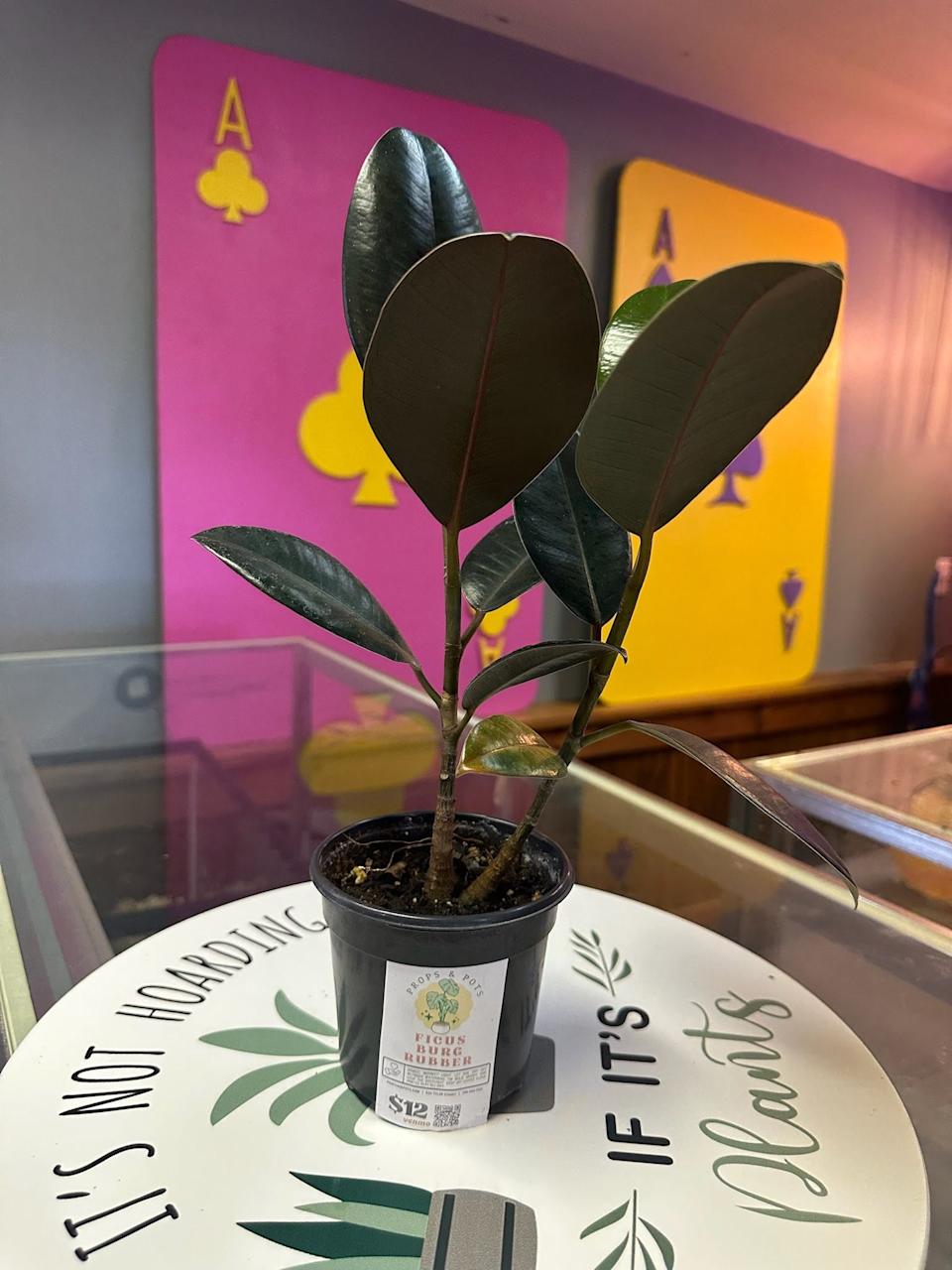 Ficus.