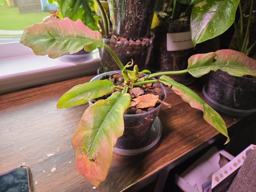 Why hasn't this given me any new larger foliage? Seems to give me a bunch of these little string bean.